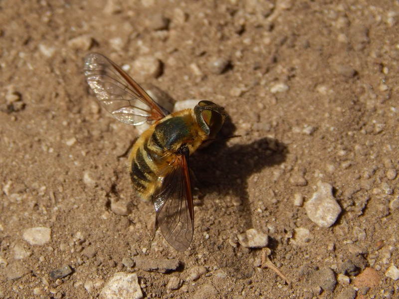 Villa sp. (Bombyliidae)  da det.